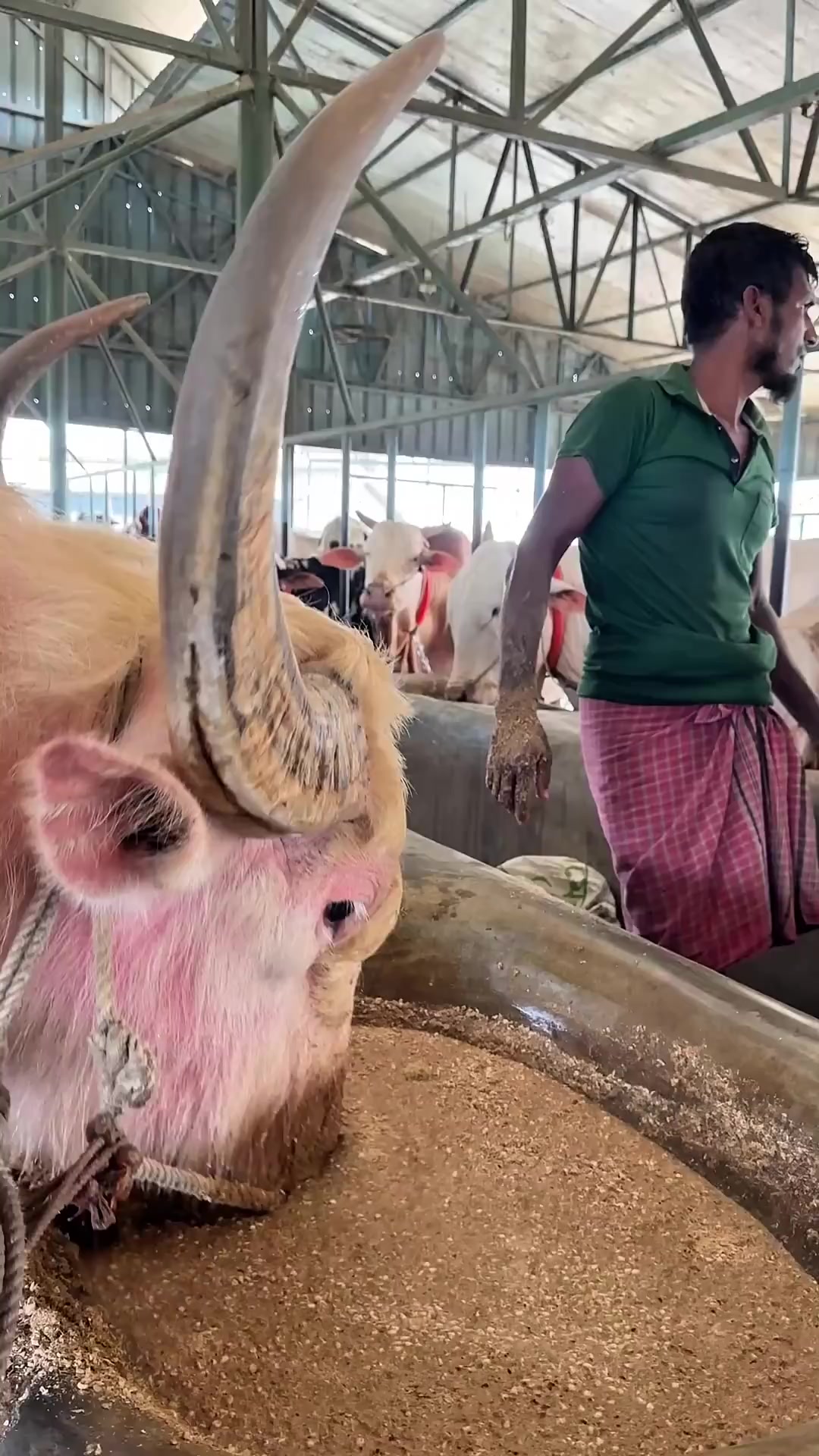 @গরুর ঘর🐄