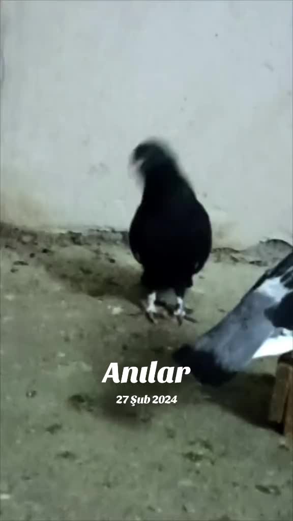 @kıvırcık Ali