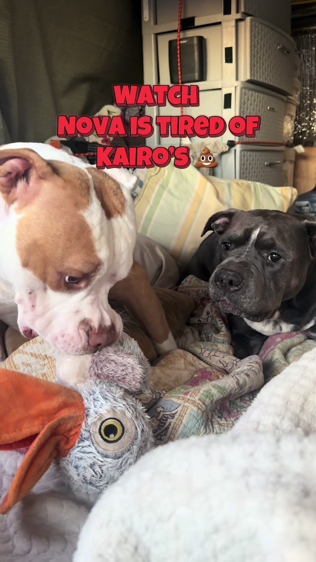 @Nova 💫 & Kairo 🐪🚐🐶
