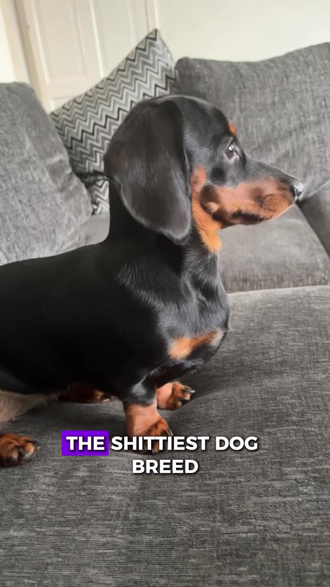 @PawblemsDaily