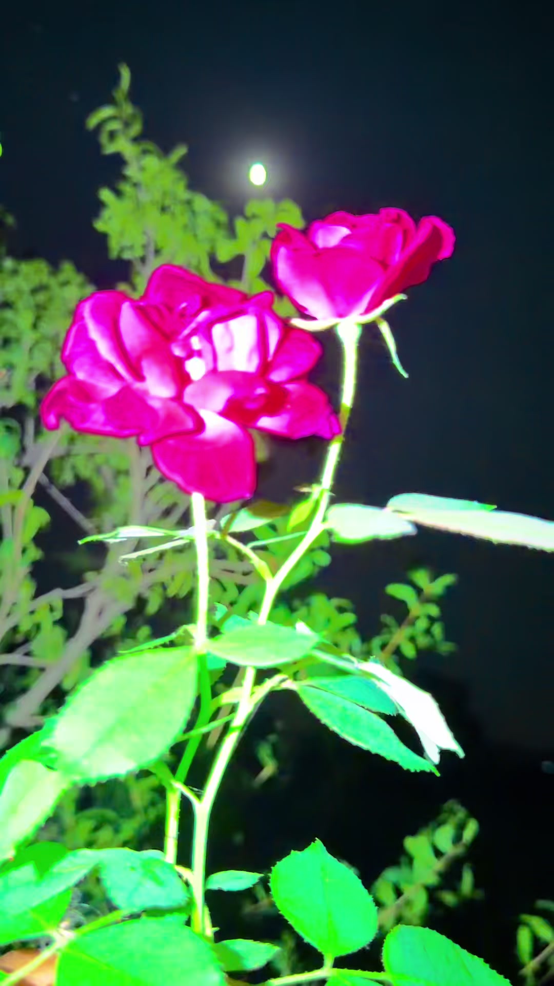 @💝 دانش میو 😎