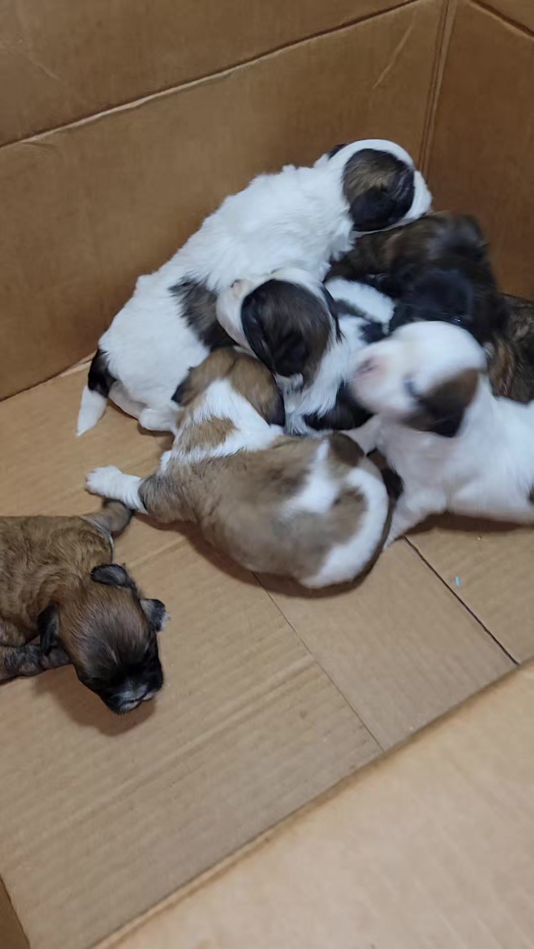 @machinesquad kennel