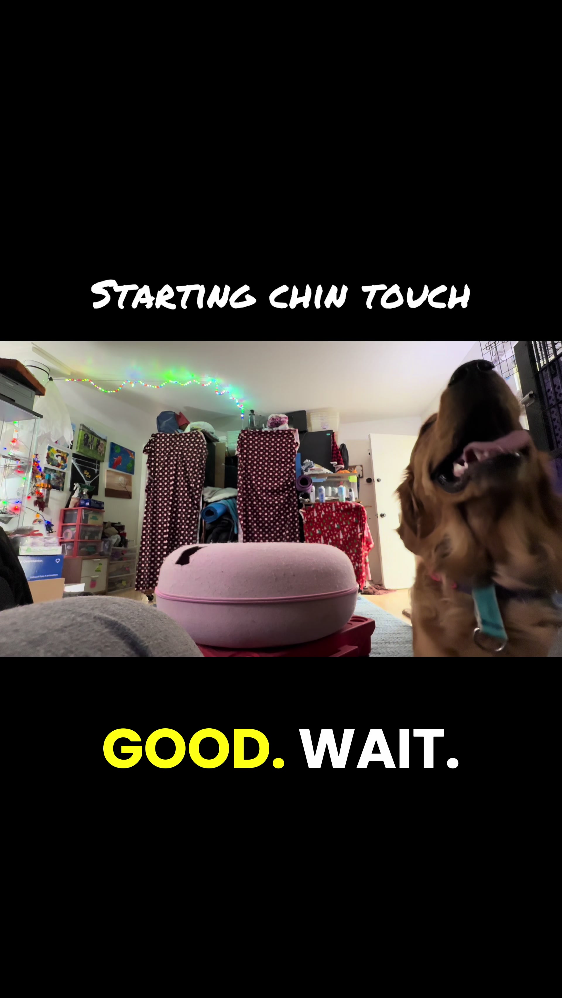 @FlexiblePetSolutions
