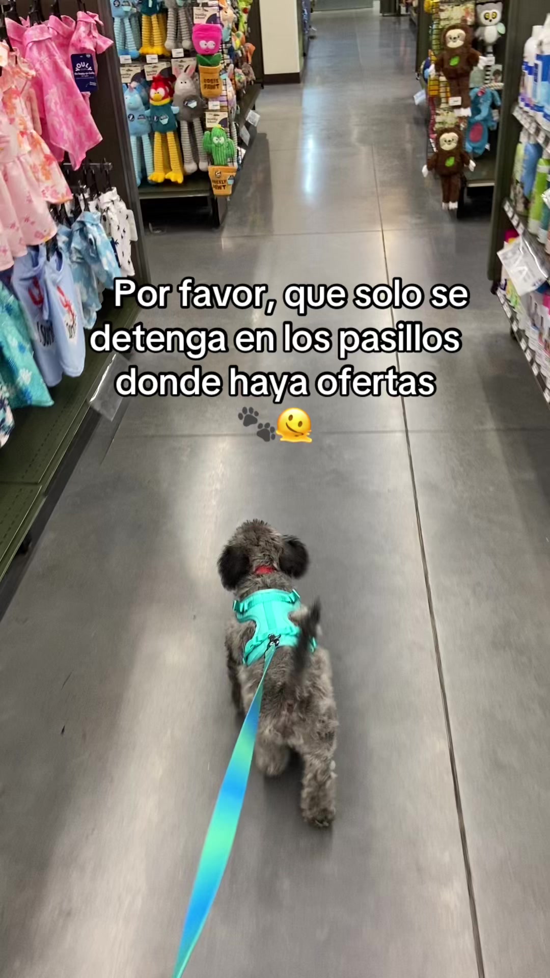 @Paloma Zambrano