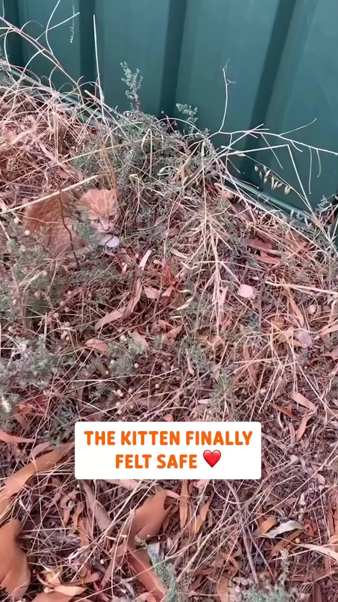 @Pawsome Pets