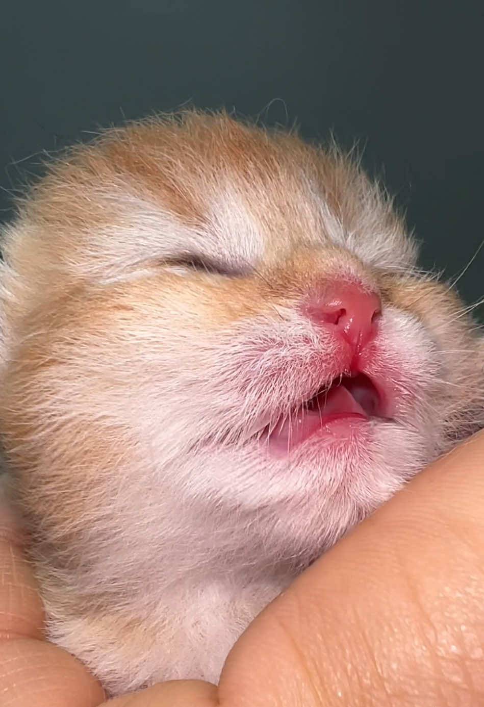 @Soothing Cats😻