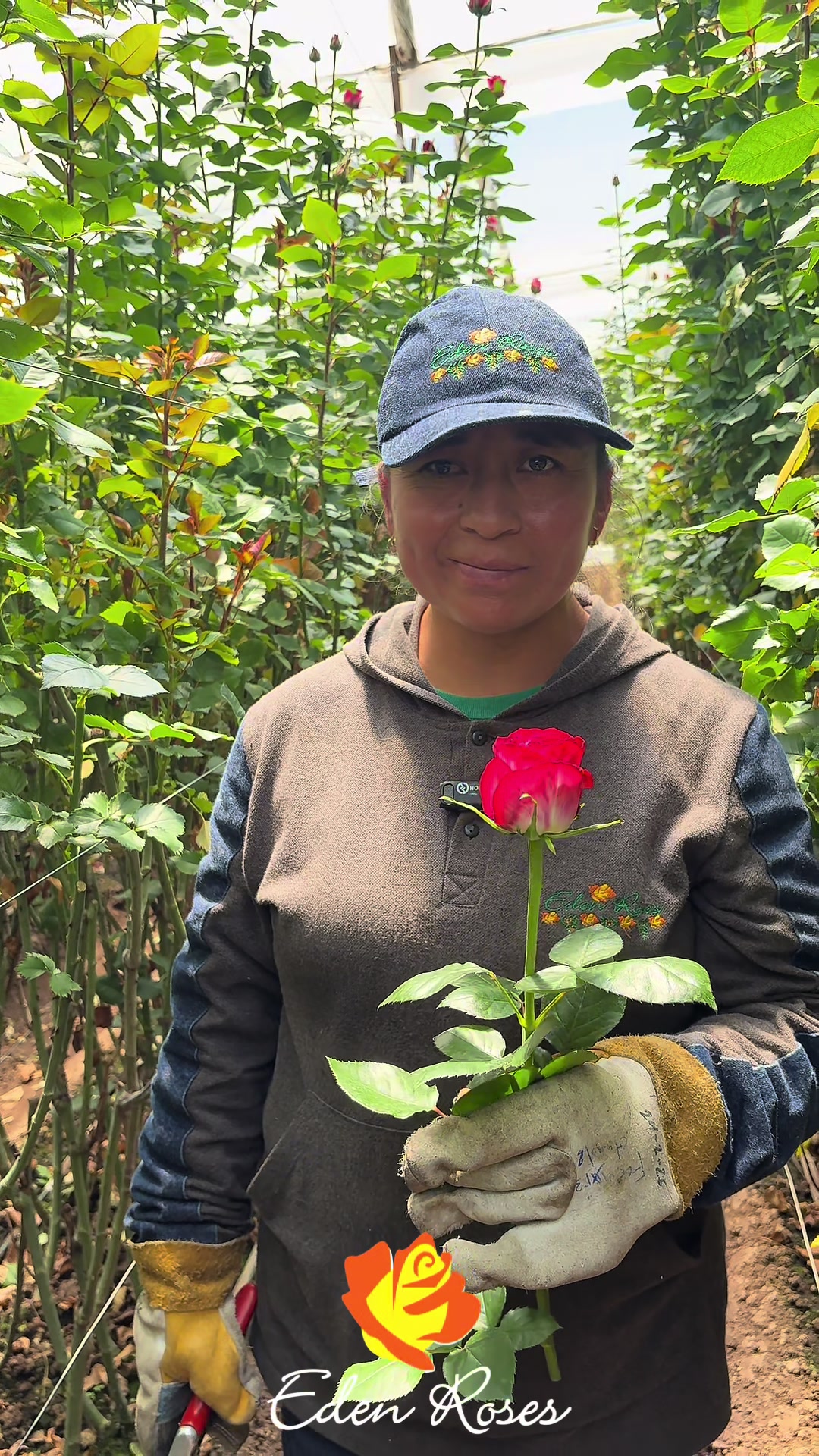 @Eden Roses