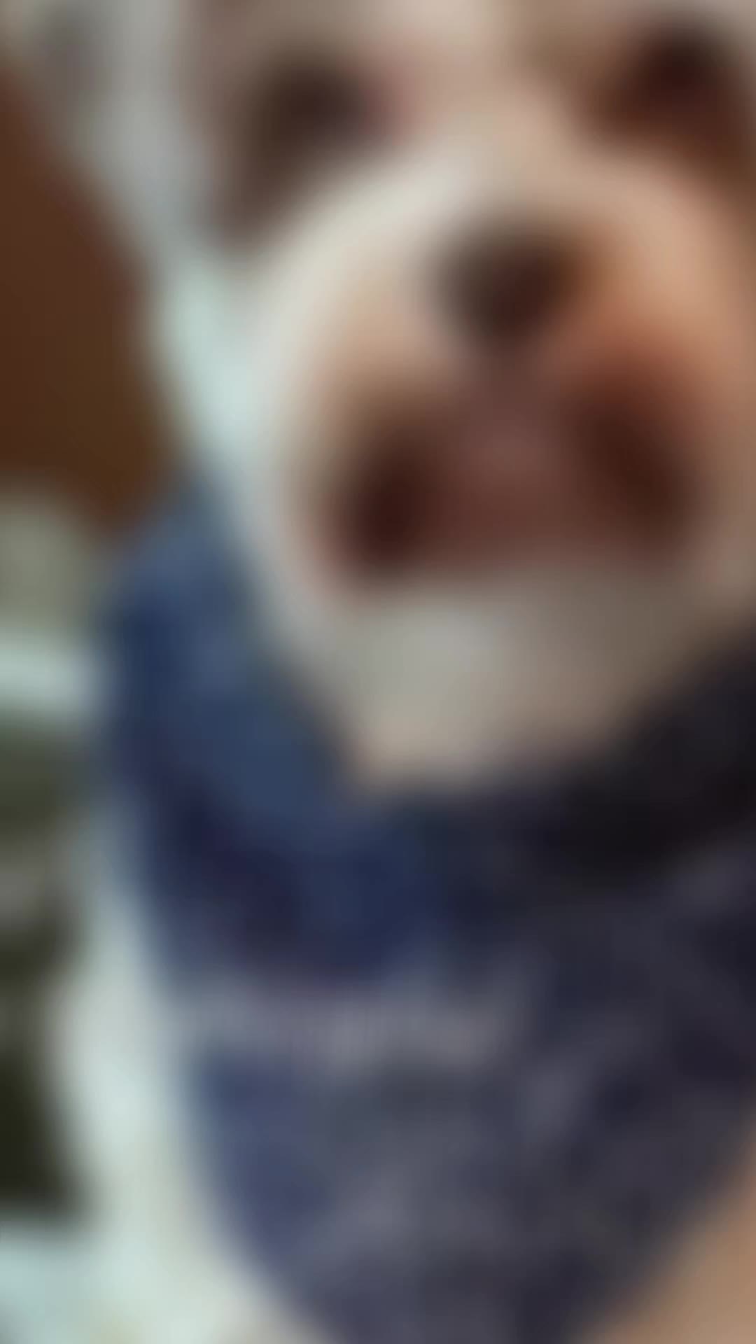 @theYorkymom
