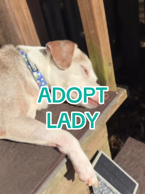 @Adopt a Pet