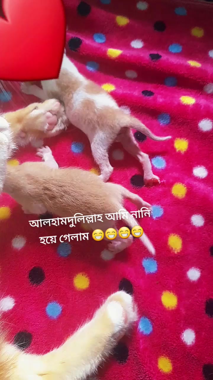 @đđ§ĄđāϏā§āϞāϤāĻžāύ āĻāĻā§āϤāĻžāϰ đđđ§Ą