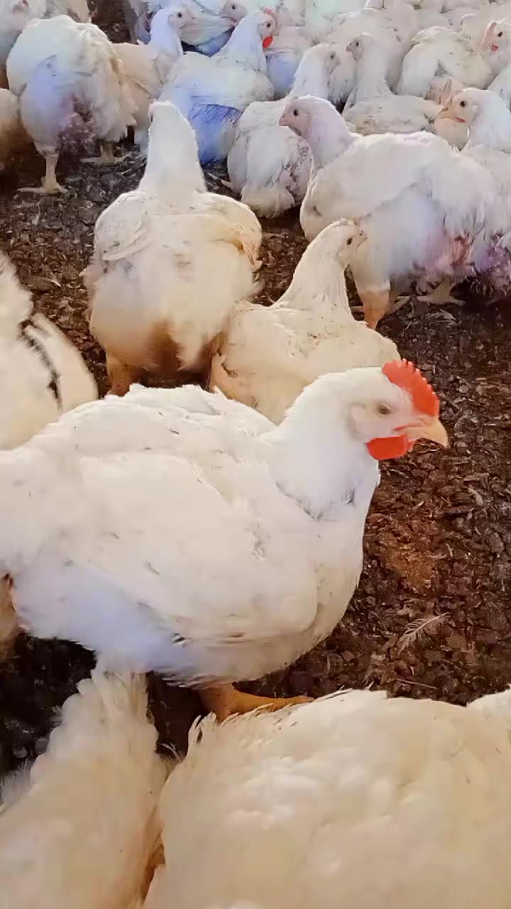 @Priscila de F&aacute;tima