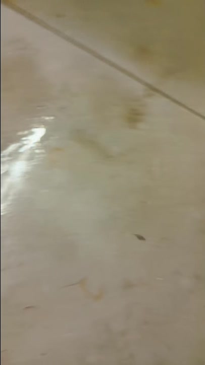 @網上看魚