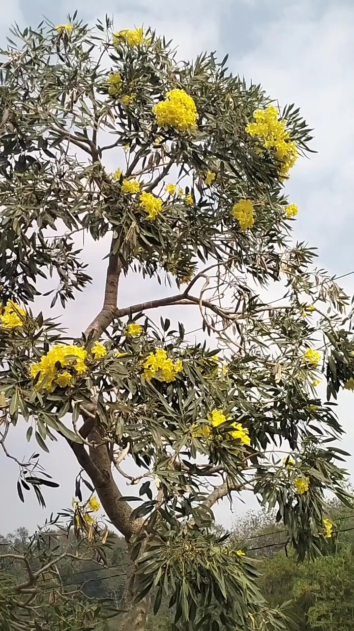 @Rosehaziq