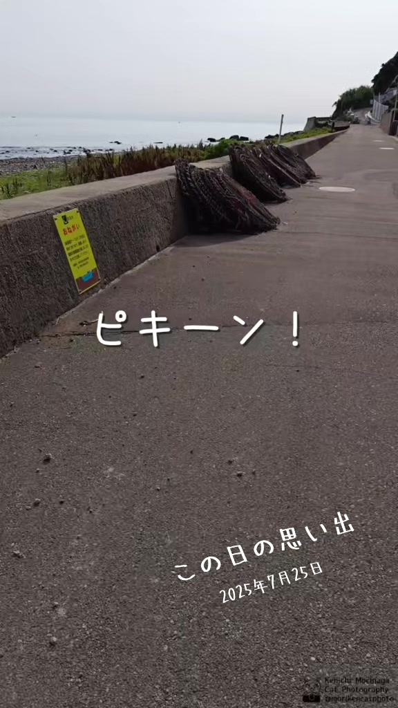 @猫写真家 森永健一