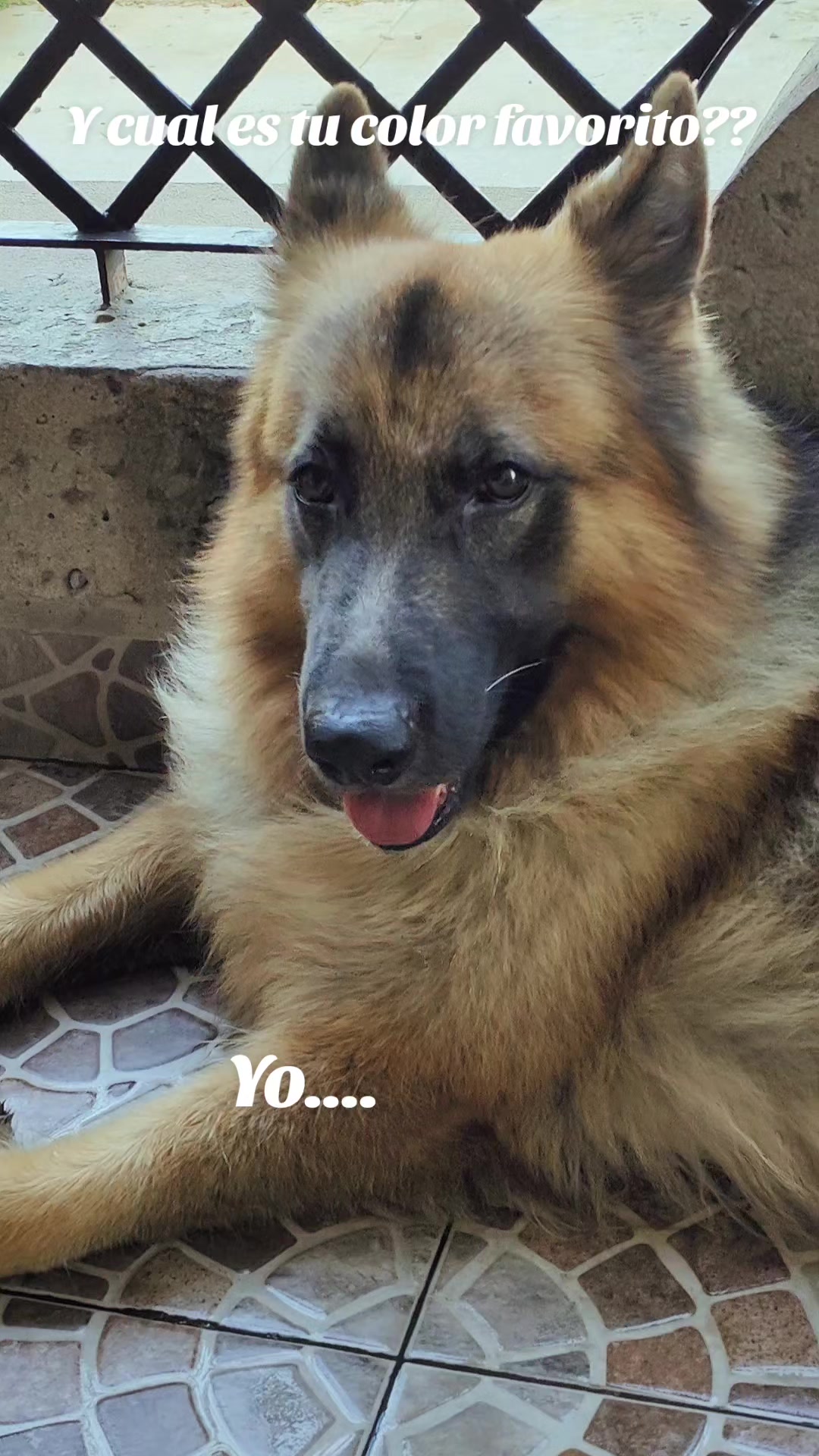 @Cachorretezeus