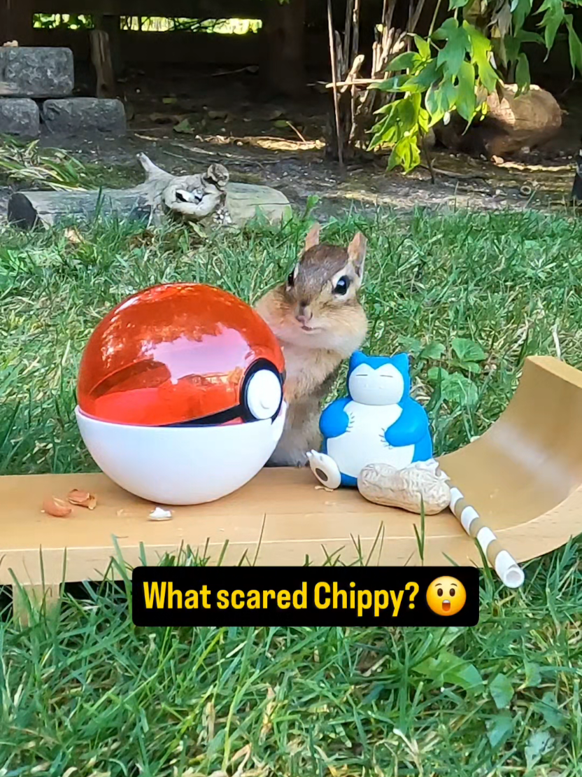 @youngmasterchu squirrel