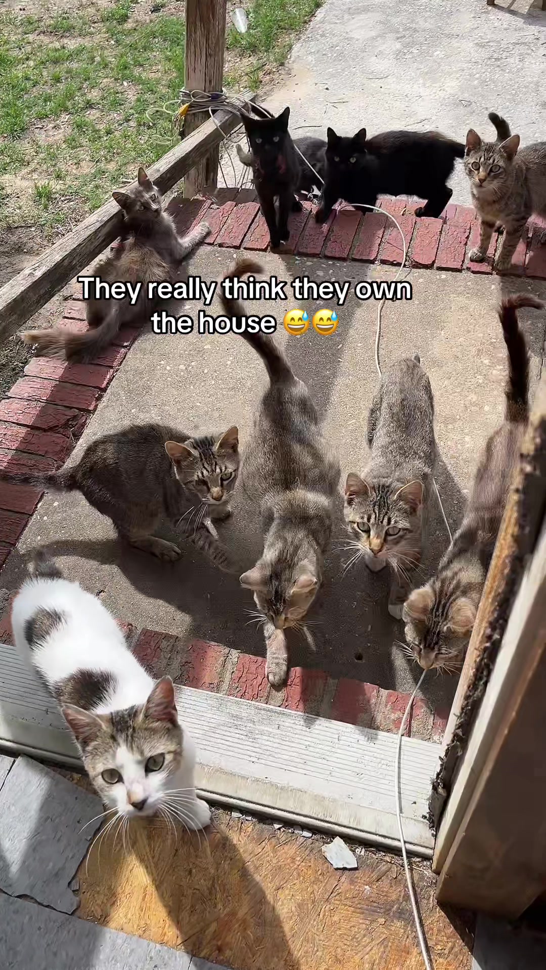 @Cats cats cats