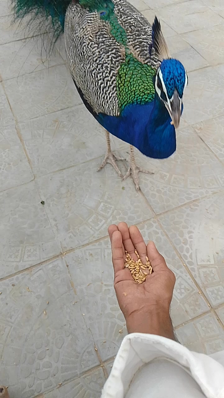 @khangar