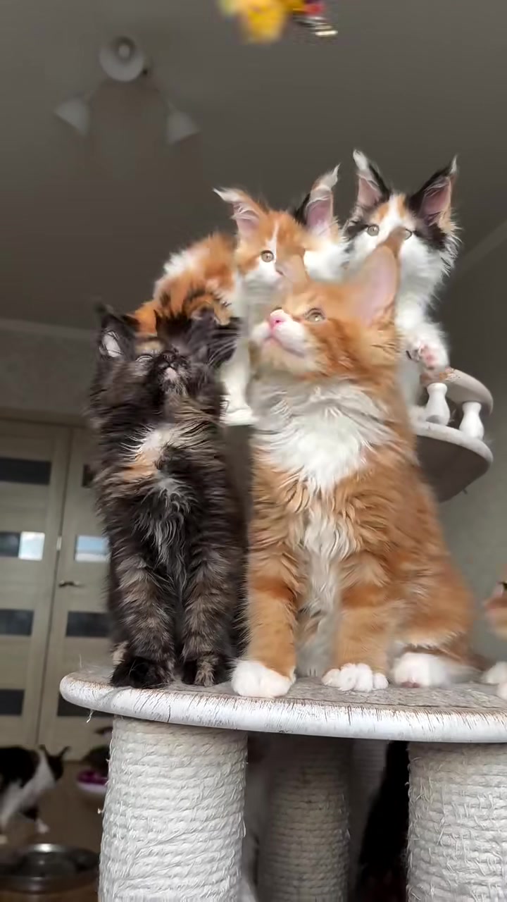 @Majestic Maine Coons 🐾