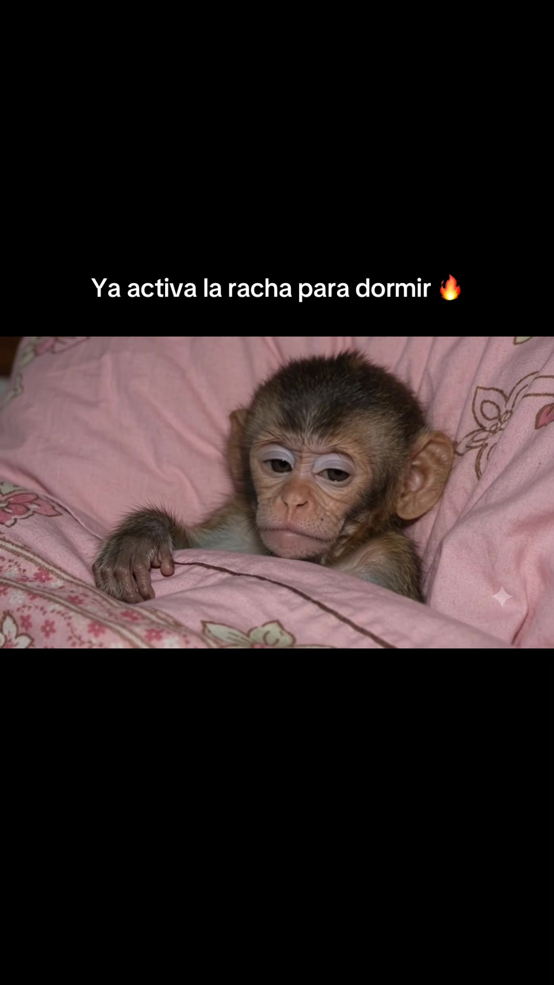 @RabPesito 🔥