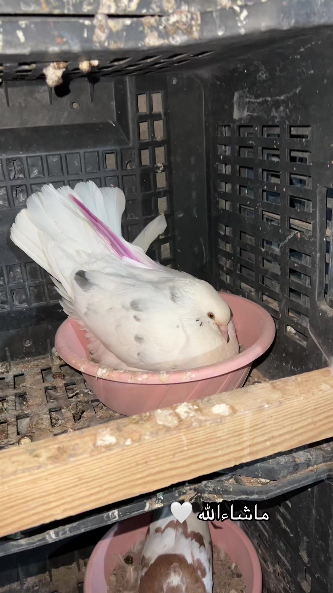 @♕𓅓𝐌𝐀𝐑𝐃𝐀𓅓♕