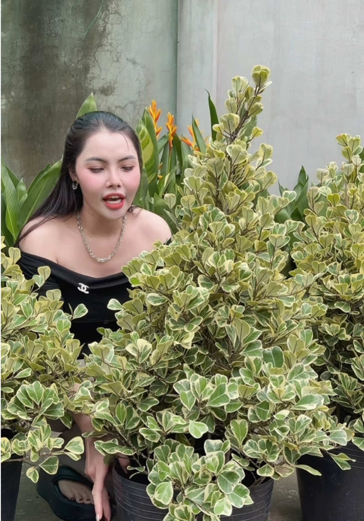 @Tiệm Lá Nhỏ