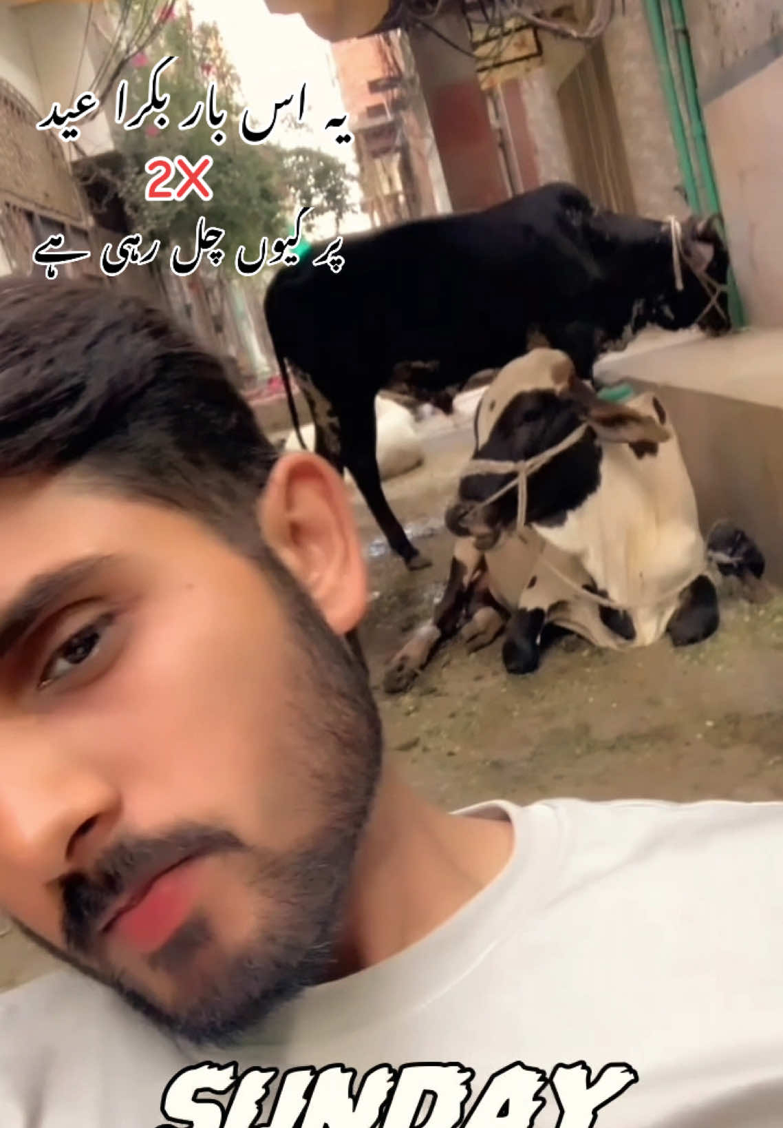 @Laraib Mughal🦁