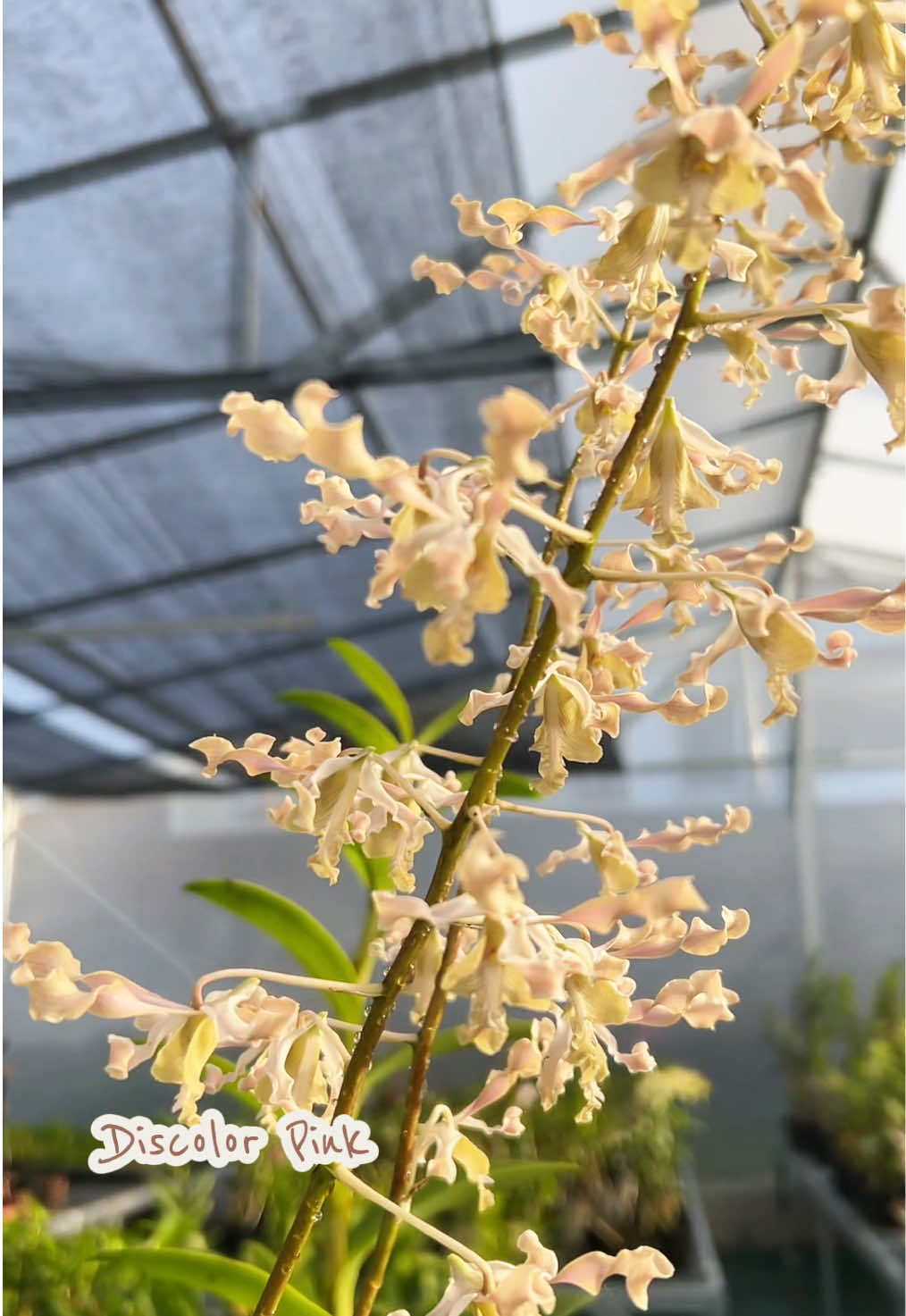 @Anggina Orchid