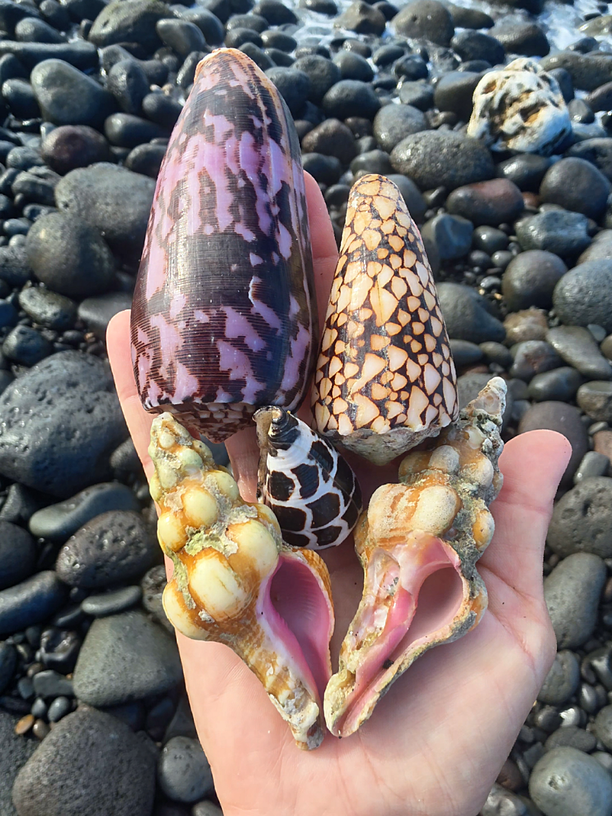@Noe ๐ Shells