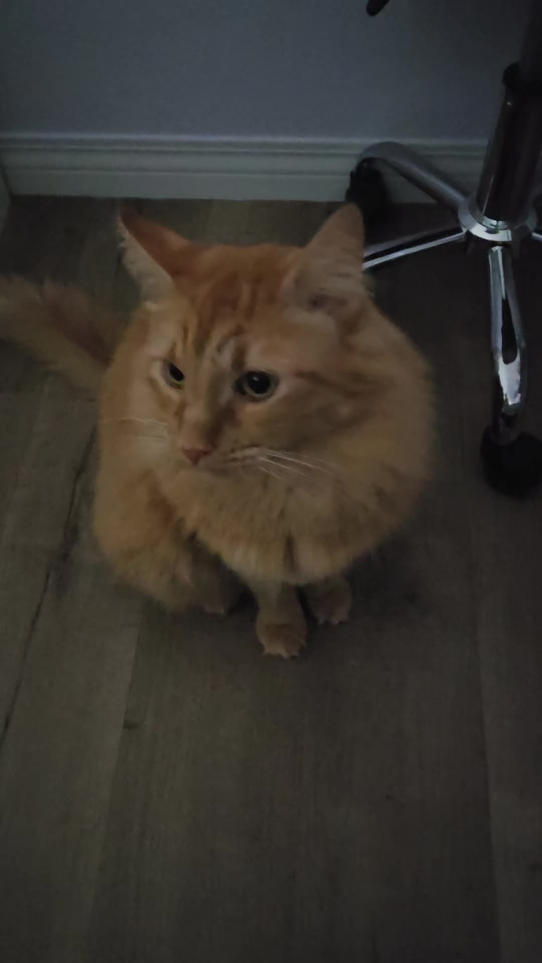 @Fluffy Tail Household