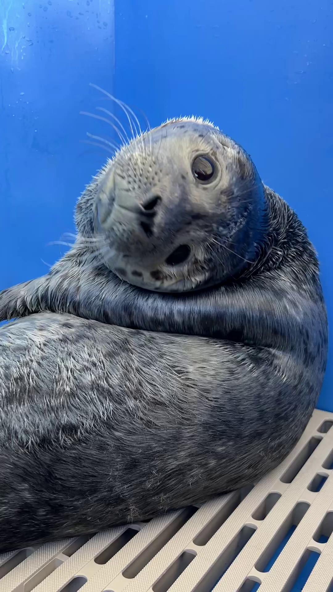 @Marine Mammal Rescue Society
