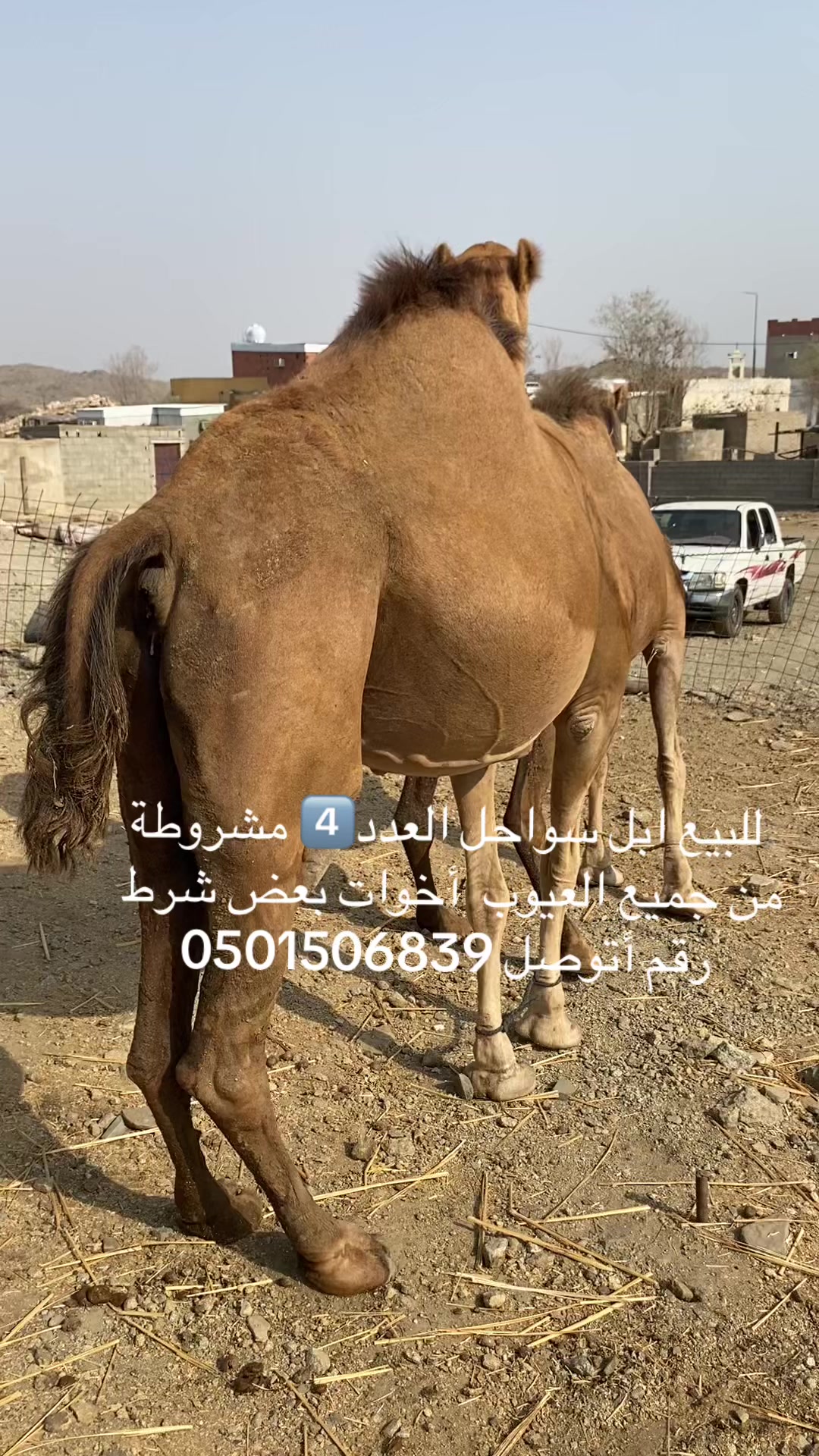 @سلطان الزهراني 702