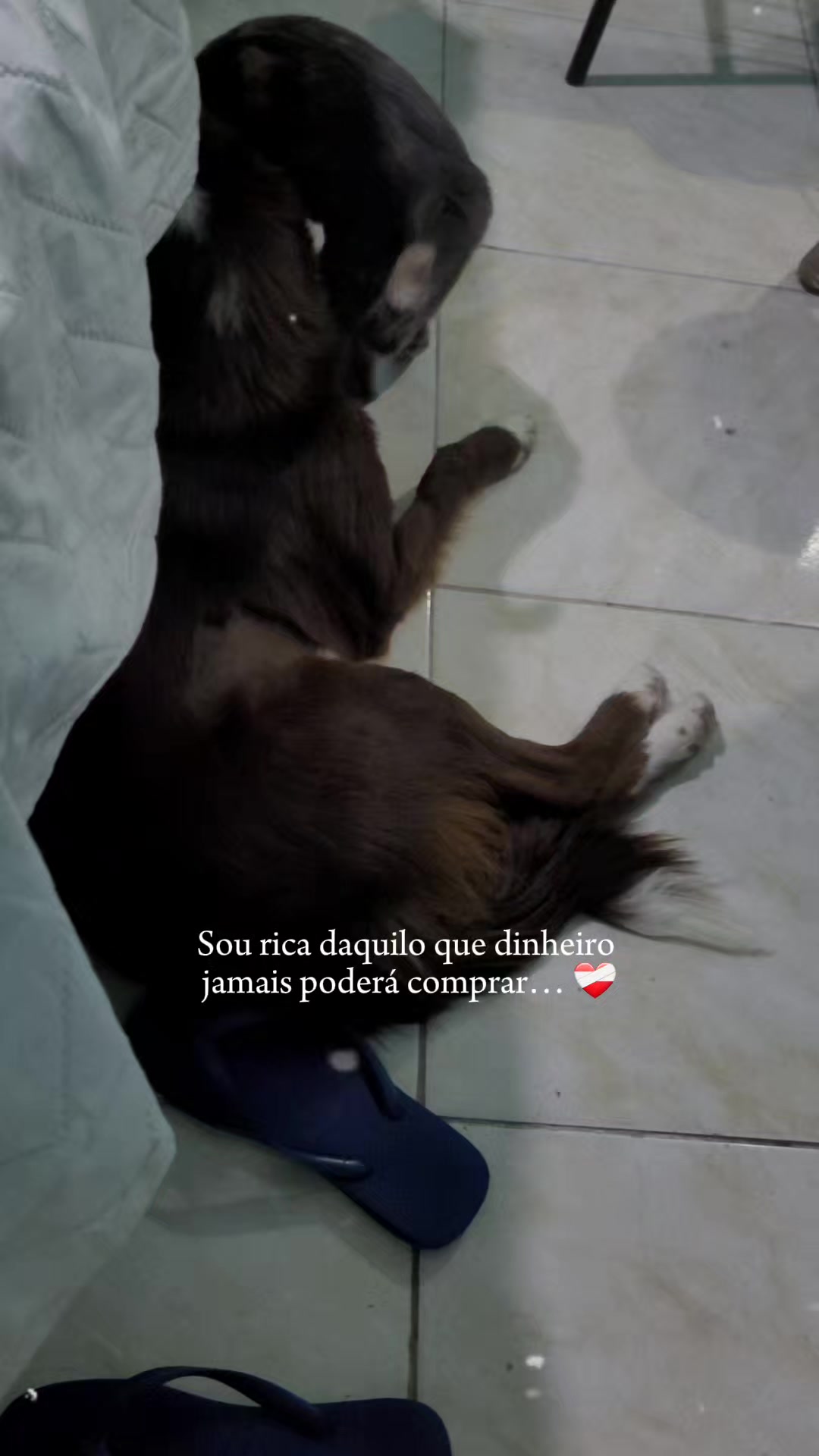 @Família border collie