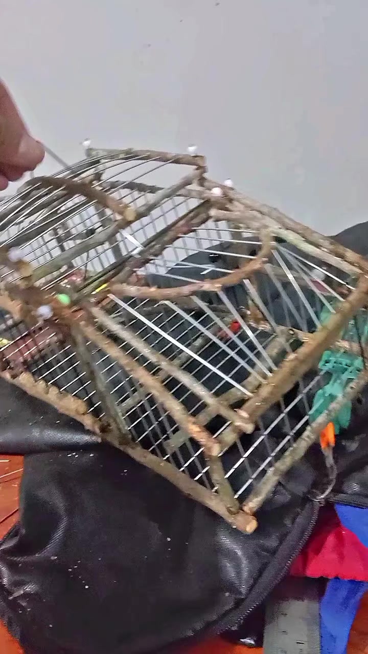@Srindit kaltara 🦜