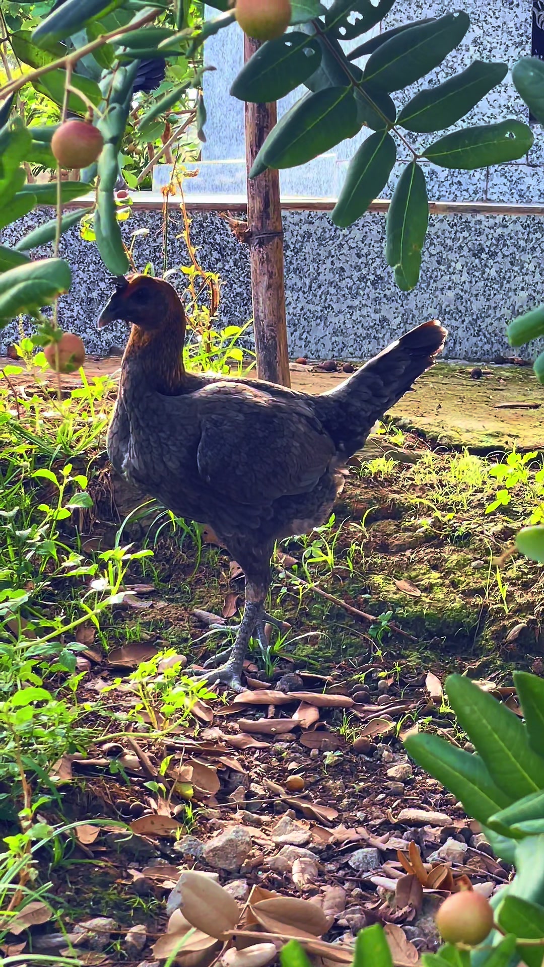 @Gà Mỹ Đỗ Đạt