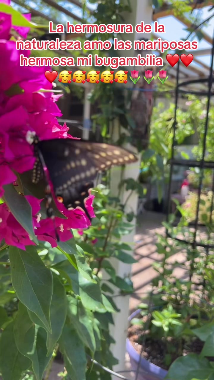 @Mariposita