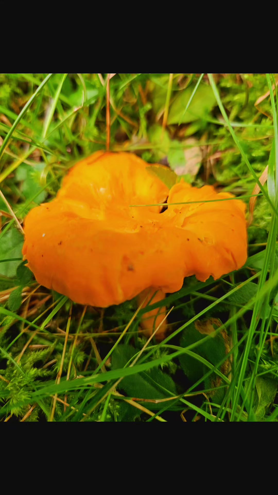 @Fungus_Freak 🍄
