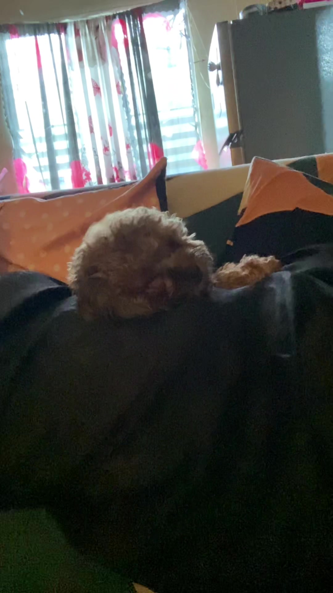 @Zoey&Zoomy&Zoya🥰🐶🐱🐶🐾🦴