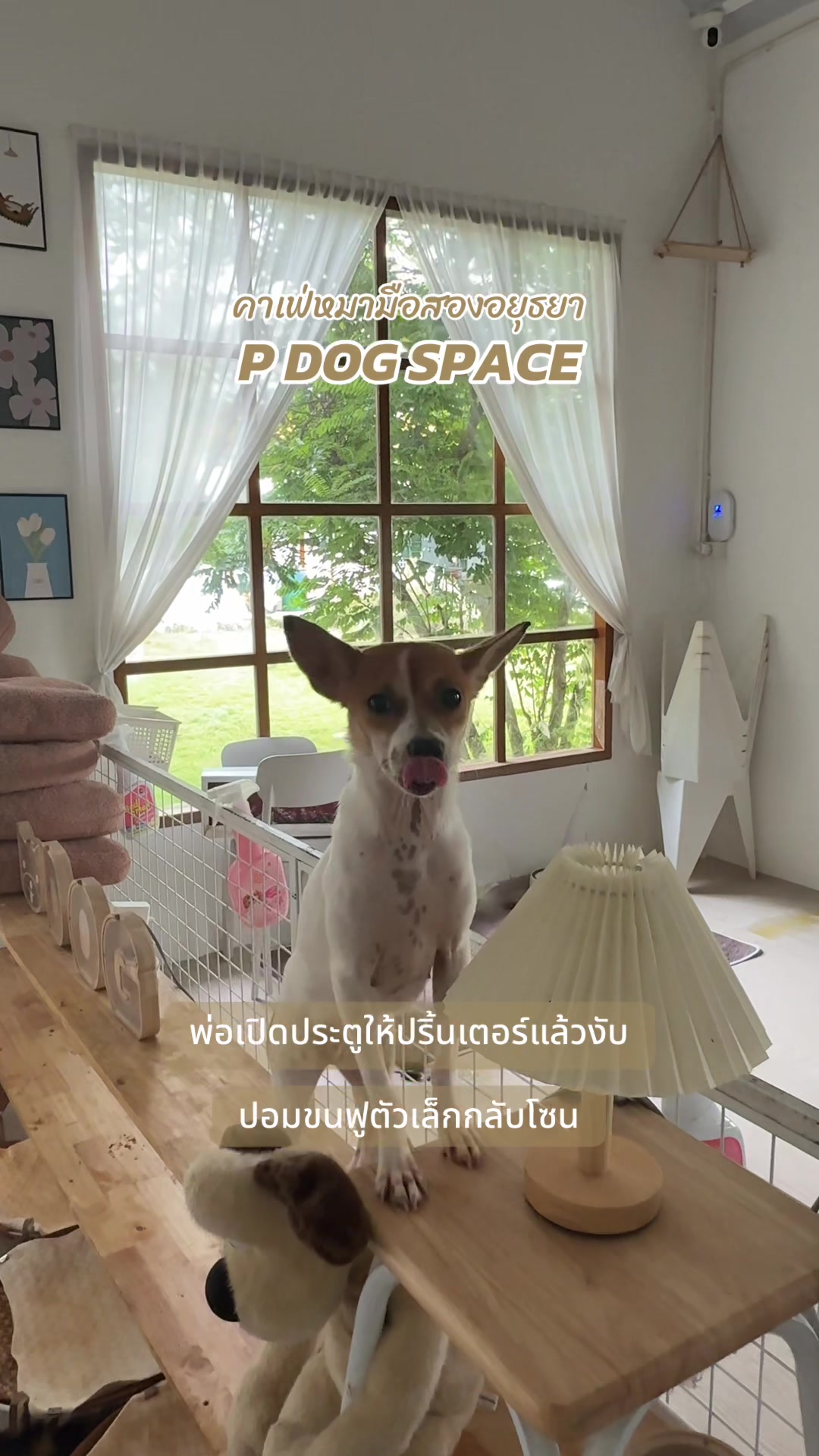 @P Dog Space คาเฟ่หมามือสอง 🐶