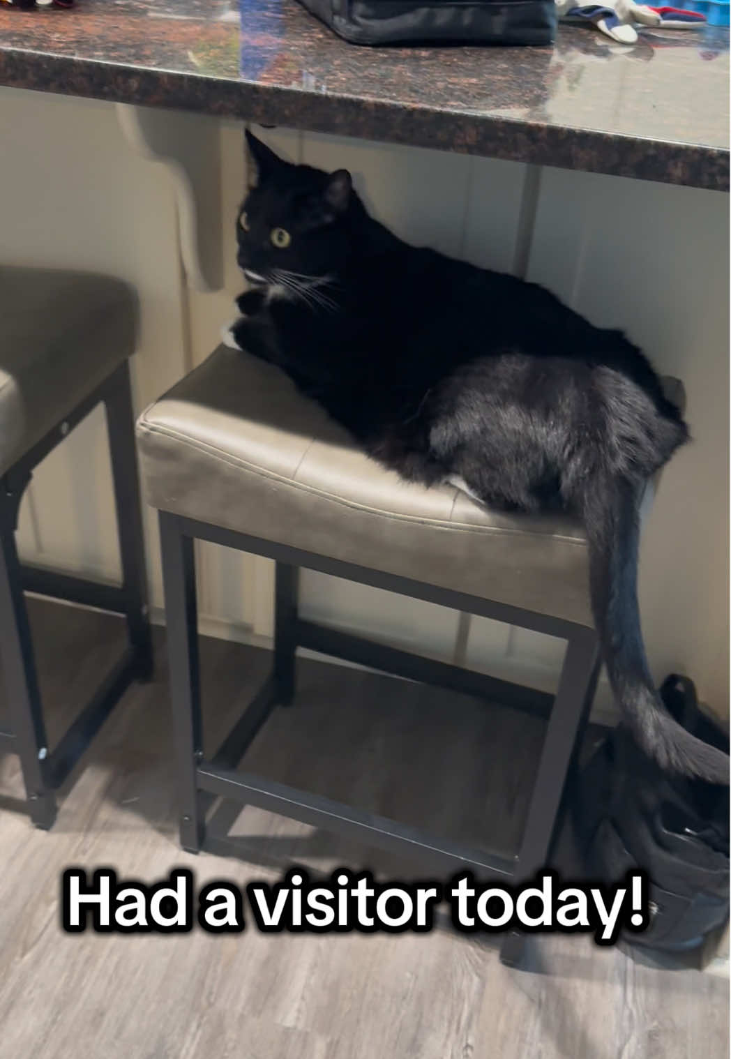 @RoxySnowballCatDrama