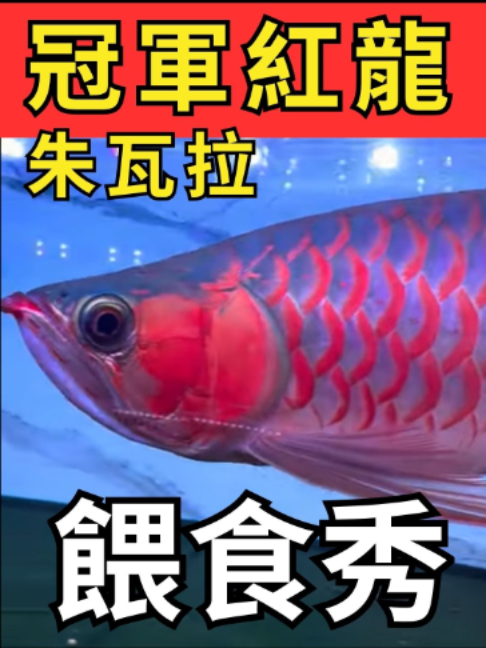 @招財魚水族館