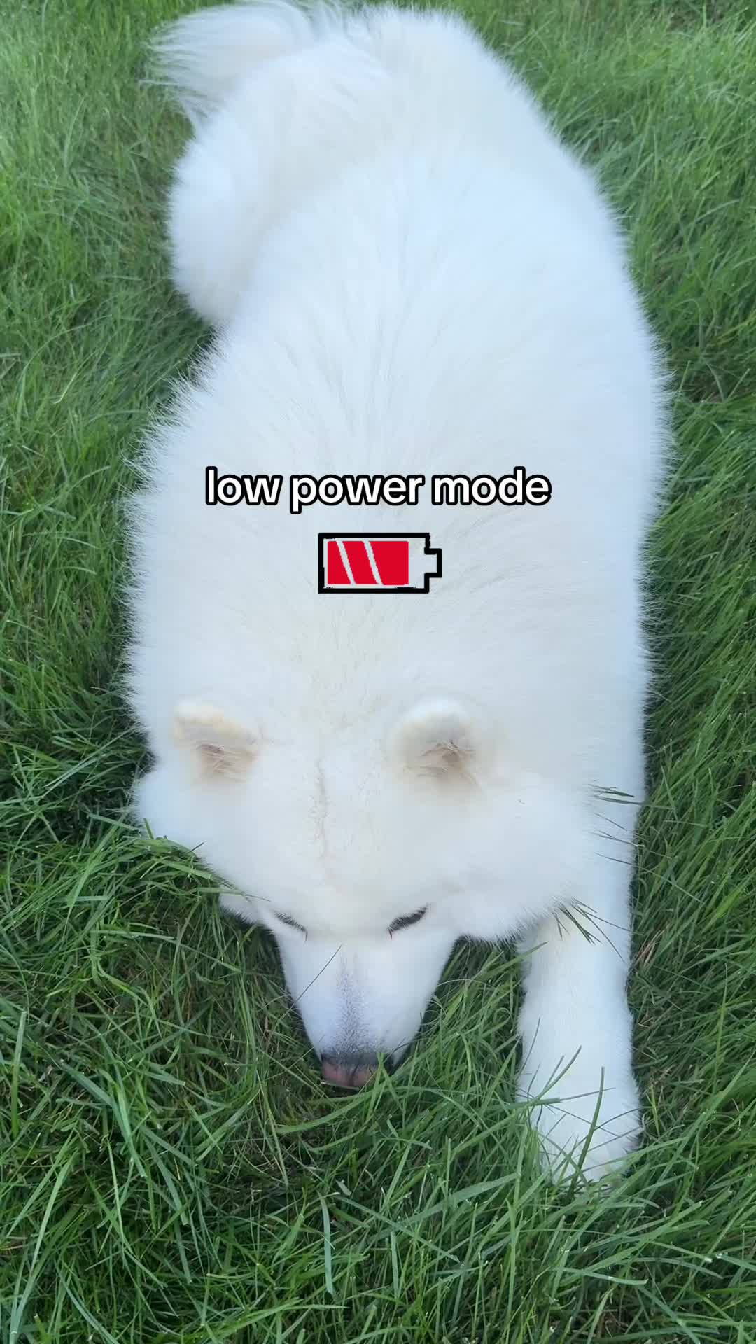 @Koda