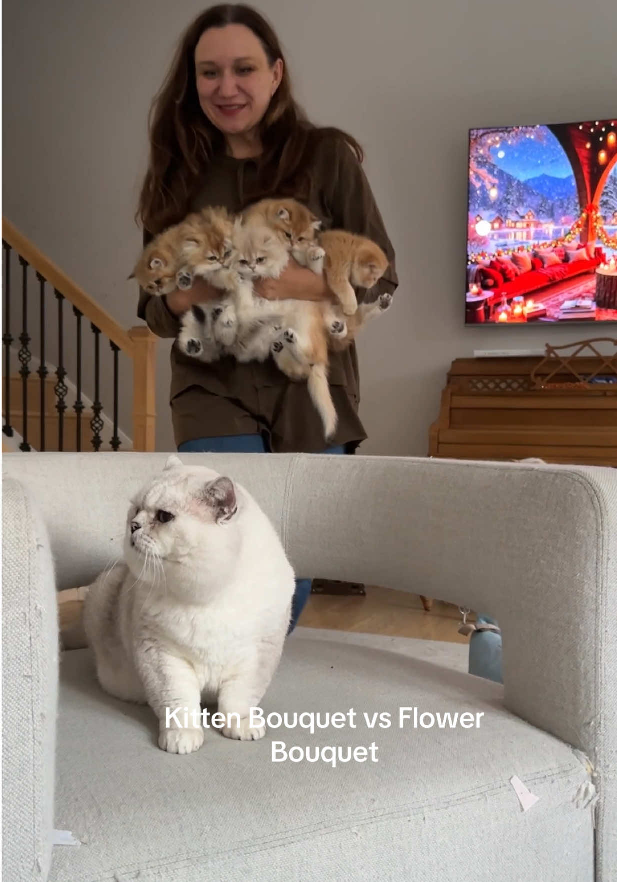 @LorettaBritish Cat