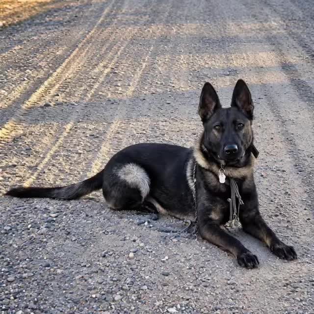 @K9 Dina