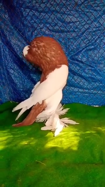 @quality.birds.ajk