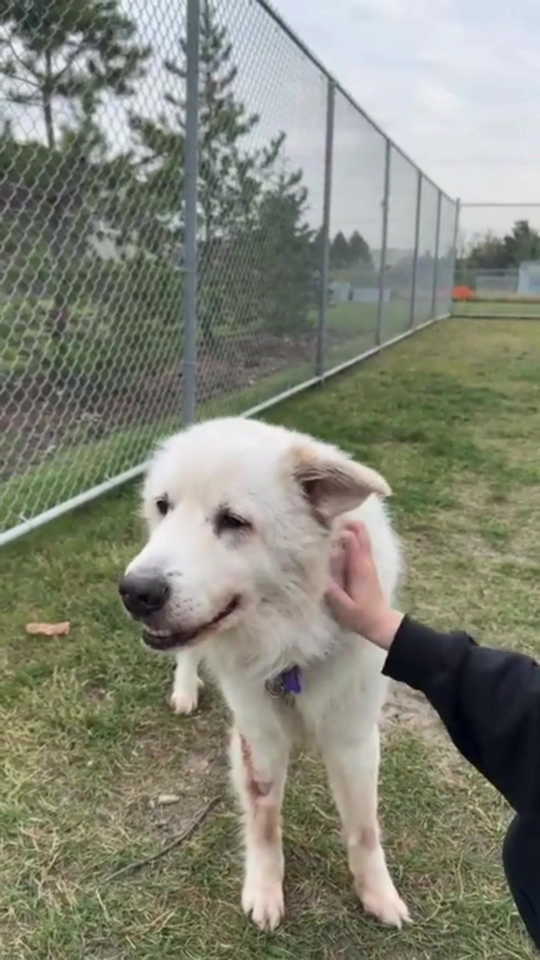 @Calgary Humane Society