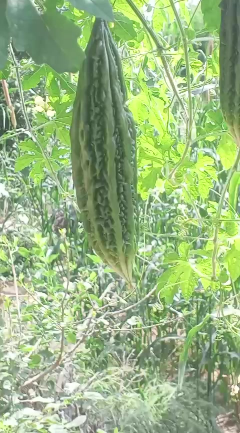 @فیڈ مارشل 804🔥
