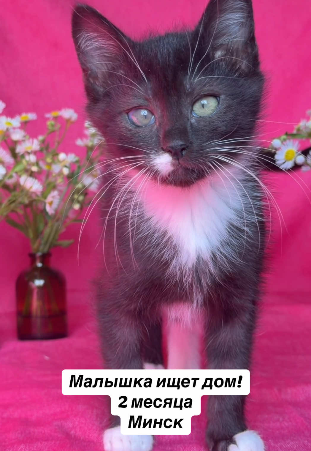 @Котята в дар!