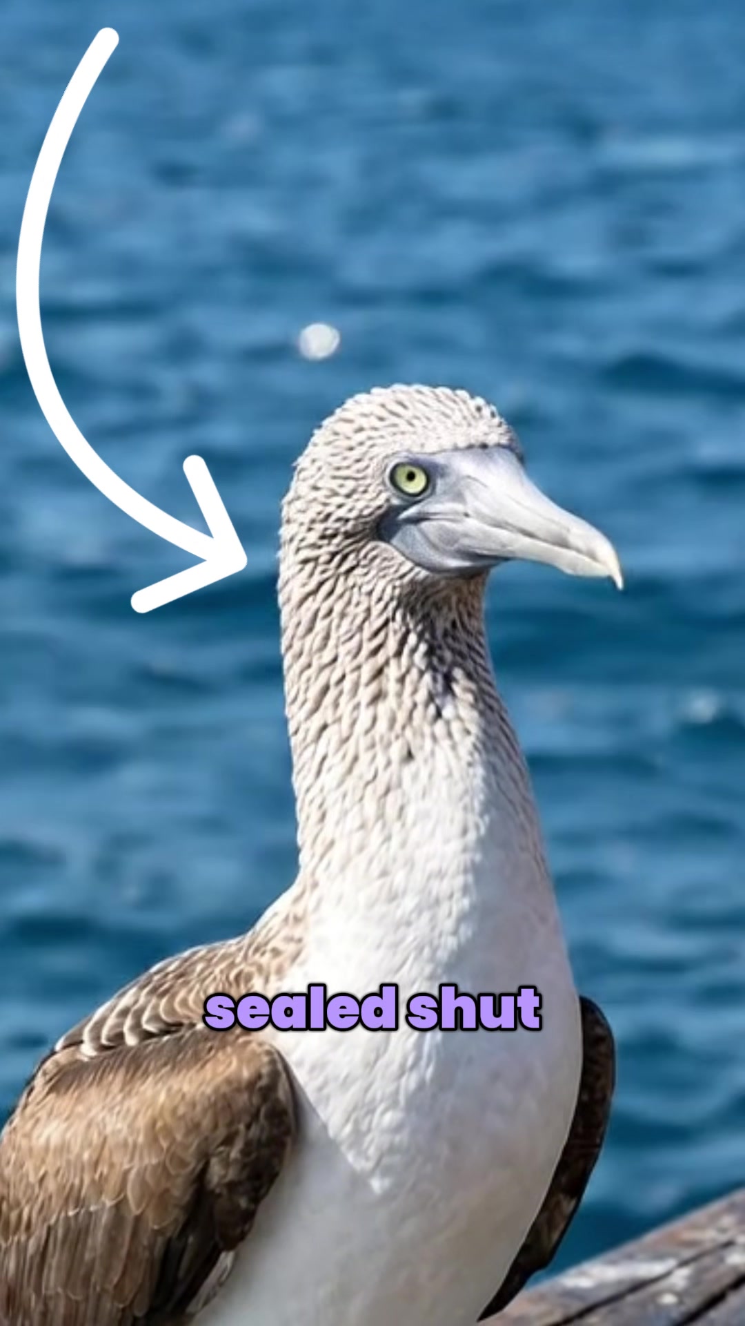 @thebirdlens