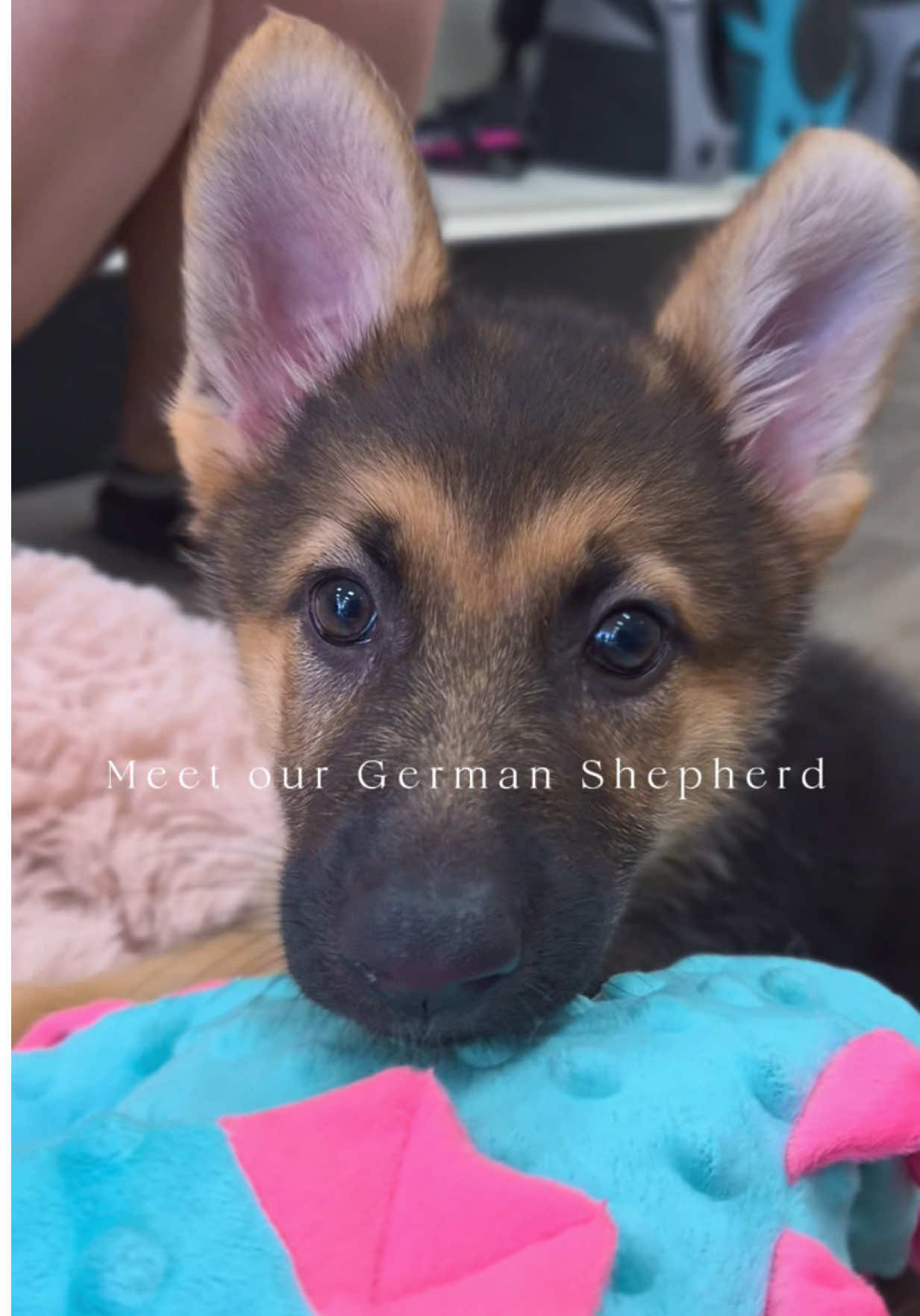 @Petland Oklahoma City